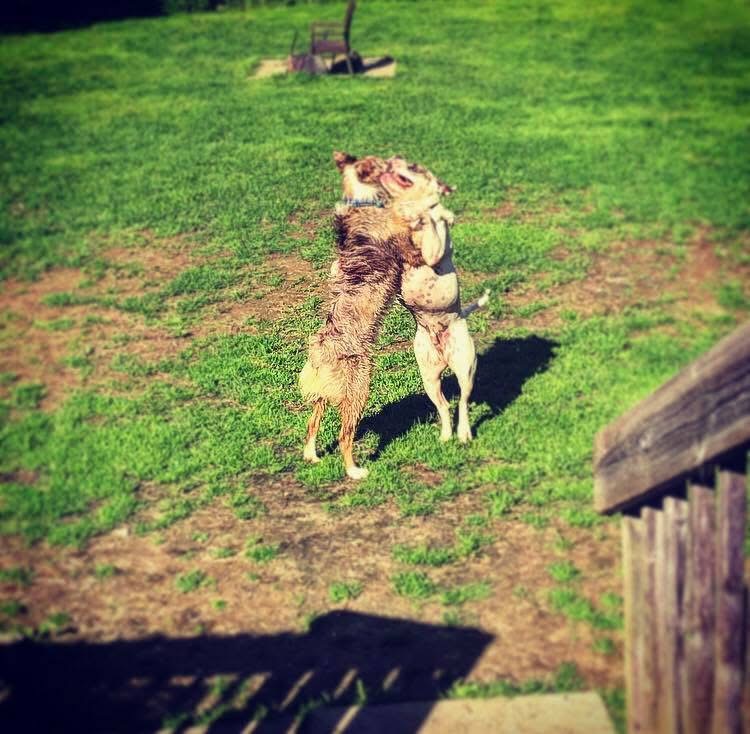 Off-leash large-dog play — Phase 2 forest release Two large dogs wrestling and play-bowing off-leash on grass during the Phase 2 forest release at a Rewild the Dog Large Dog Social