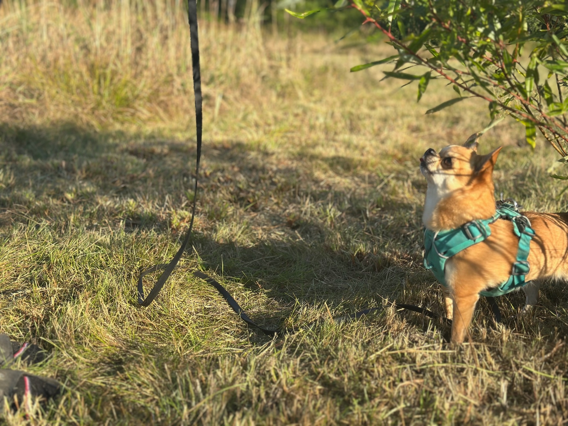 A small chihuahua on a long line exploring grass in golden afternoon light