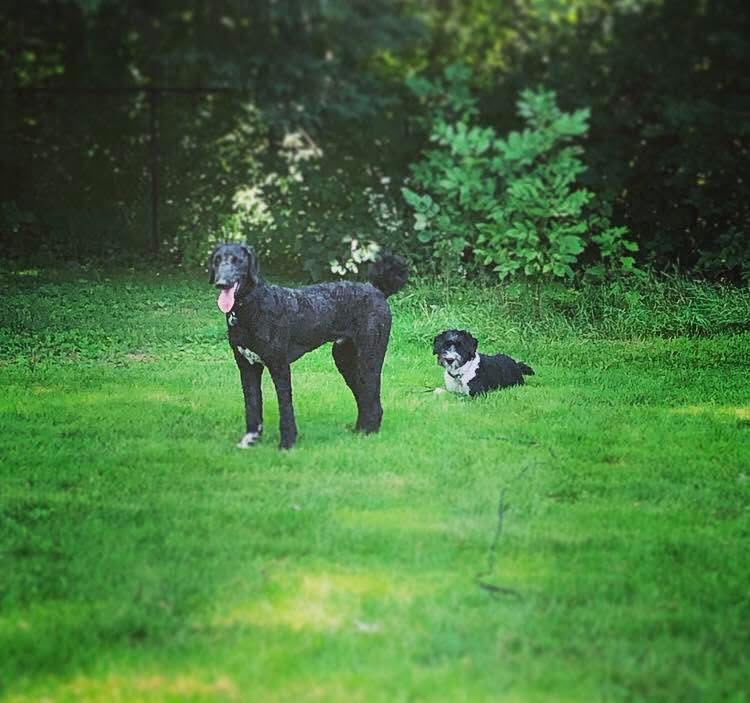Calm parallel coexistence between two large dogs A black giant-breed dog standing calmly beside a black-and-white spaniel mix resting in a grassy clearing at a supervised large dog social near Ottawa