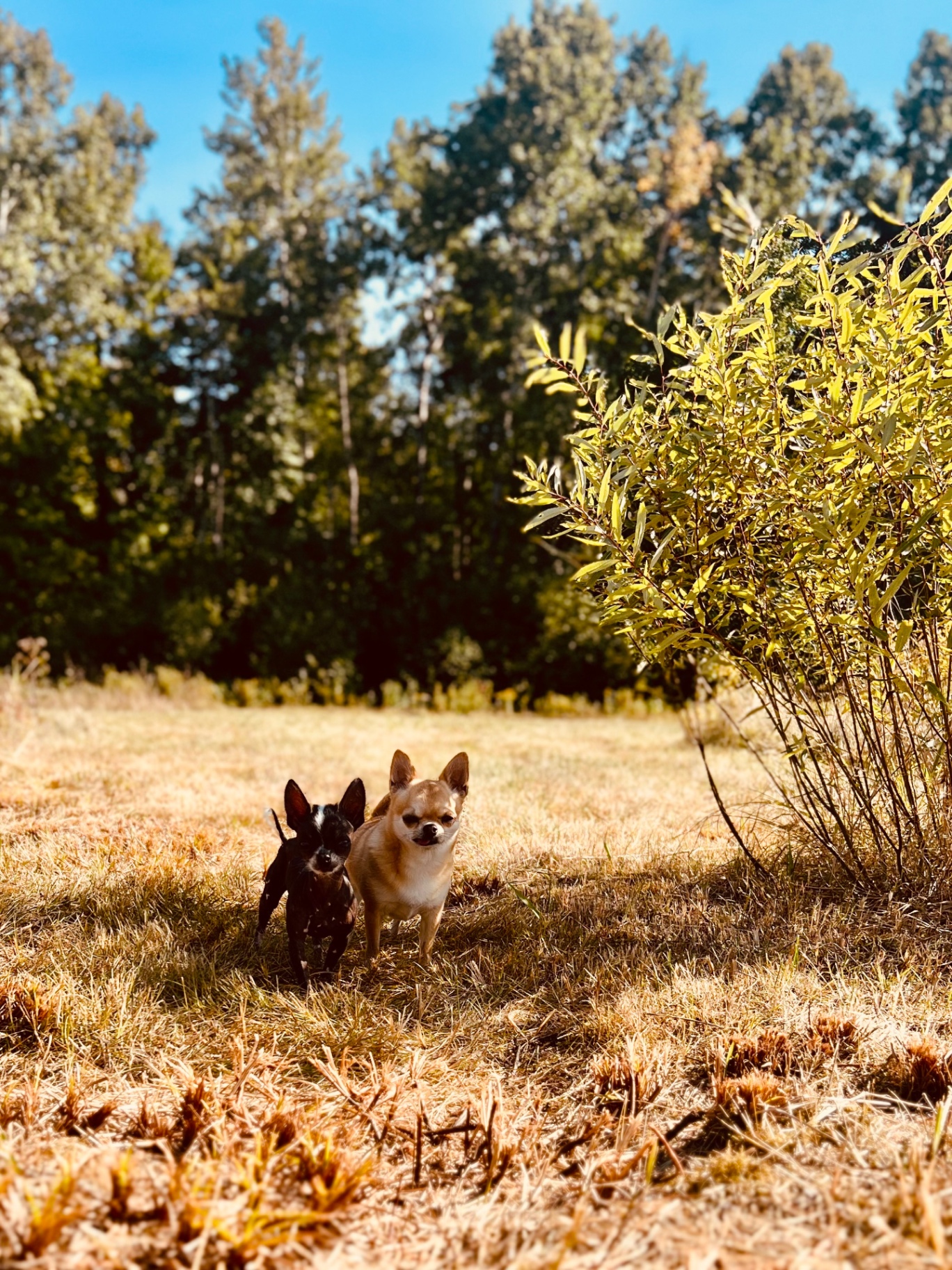 Two small dogs standing together in an open field at the edge of the forest