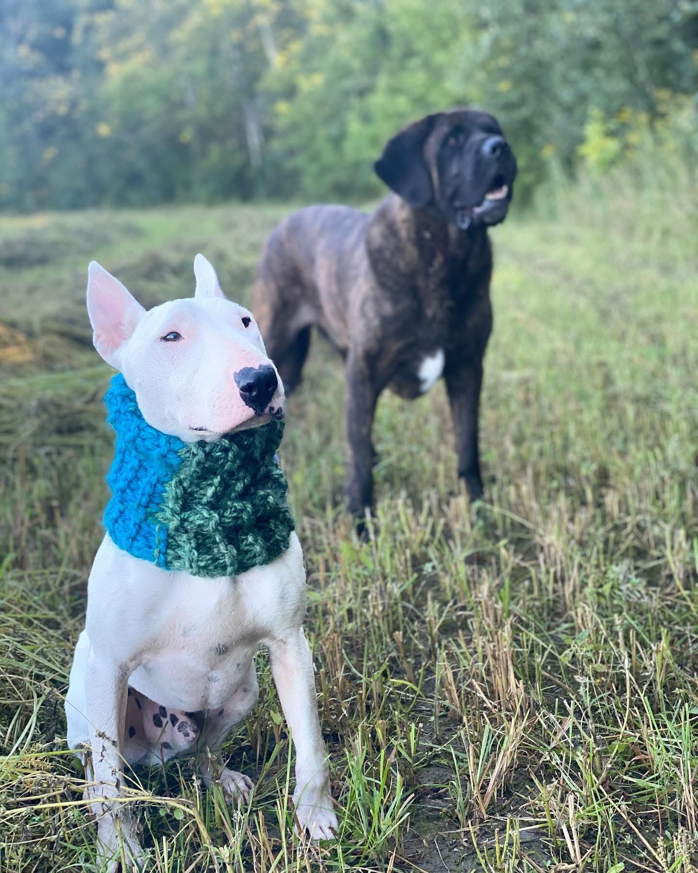 Bull terrier and mastiff sharing space at a Large Dog Social in Richmond, Ontario A white bull terrier in a green knit cowl standing nose-to-shoulder with a brindle mastiff in tall grass at a Rewild the Dog Large Dog Social in the Ottawa Valley