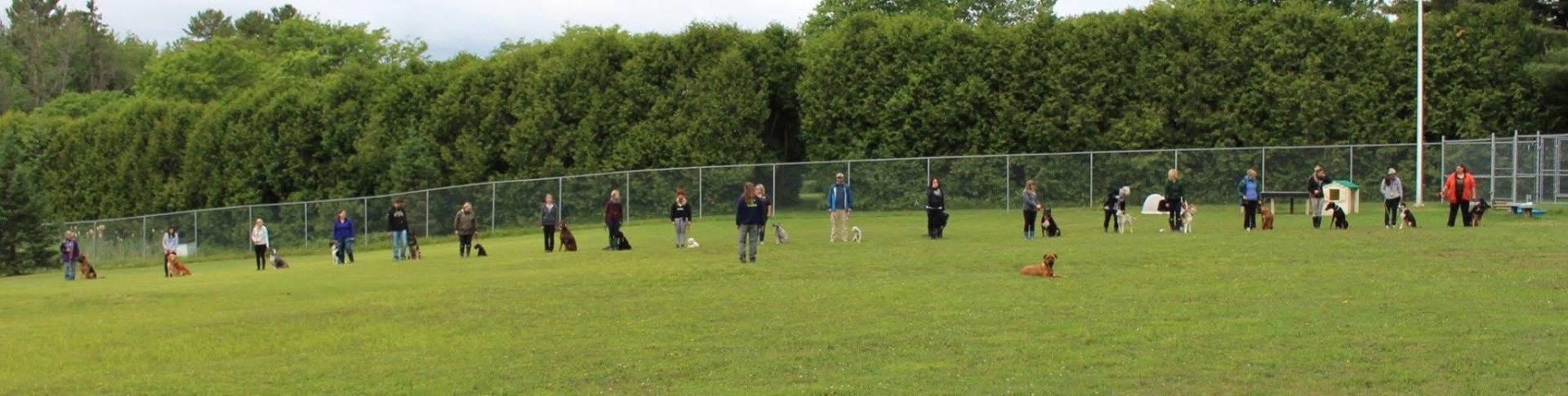 Large Dog Social — long-line decompression in Richmond, Ontario Handlers and large dogs spaced out on long lines across an open grassy field during a Rewild the Dog Large Dog Social in Richmond, Ontario — staggered arrivals, no on-leash greetings